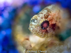 This cardinal fish was found in a bottle at the sandy bot... by Kin-Soon Cheong 